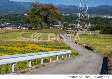 初秋的碗塚神山町櫻花的田園風光 95803364
