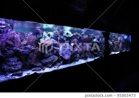 Different beautiful tropical fishes in clear aquarium Different beautiful tropical fishes in clear aquarium 95803473