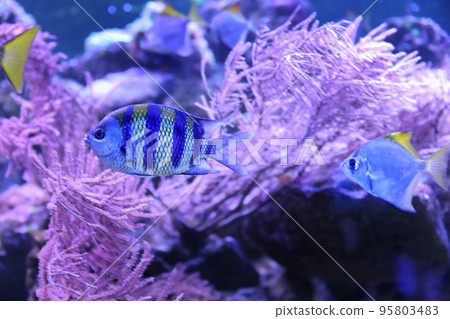 Beautiful tropical fishes in clear aquarium water 95803483