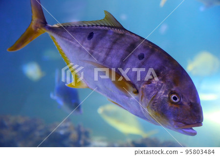 Tuna fish swimming in clear aquarium water 95803484