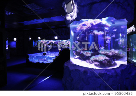 Beautiful sergeant major fish swimming in large  aquarium 95803485