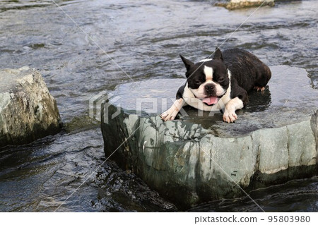 A popular spot for playing in the river, Mighty-kun, a Boston terrier, looks down on the stepping stones of the Tokigawa River in Tokigawa Town♡ 95803980