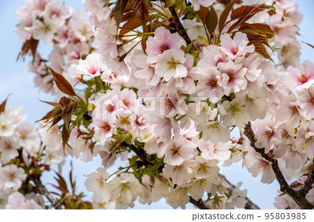 Suruga Dainioi blooming in Maizuru Park 95803985