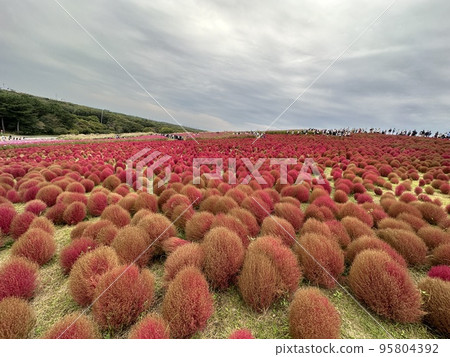 Kokia gradation 95804392