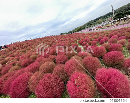 collection of kochia 95804564