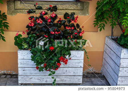 decorating window sills on the street side red geranium in flowerpots. Blooming red Pelargonium hortorum decorating window sills on the street side red geranium in flowerpots. Blooming red Pelargonium hortorum 95804973