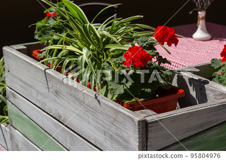 decorating window sills on the street side red geranium in flowerpots. Blooming red Pelargonium hortorum decorating window sills on the street side red geranium in flowerpots. Blooming red Pelargonium hortorum 95804976