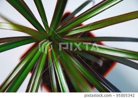 green flower or tree in a pot on a white background, close-up top view 95805342