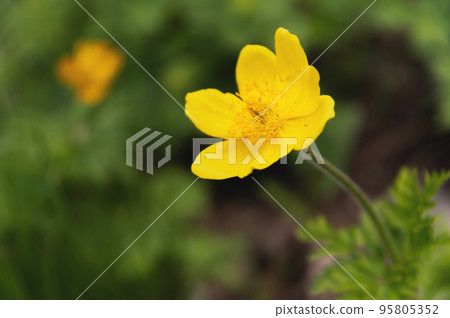 Beautiful mountain yellow small flower on a green background, alone in the field, close-up, macro photography Beautiful mountain yellow small flower on a green background, alone in the field, close-up, macro photography 95805352