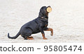 Rottweiler dog on white sand. Beautiful thoroughbred security Dog portrait outdoors close up. The cable sits in profile. Training for security. No people. Summer day 95805474
