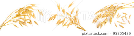 oat spike or ears isolated on white background close-up oat spike or ears isolated on white background close-up 95805489