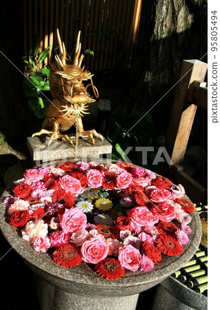 A shrine that enshrines the god of marriage... Hana Chozumizu at Hakusan Shrine, Niigata's main shrine 95805494