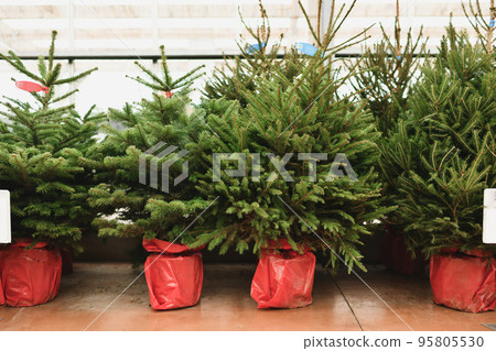 Christmas trees in a red pots for sale on a shop 95805530