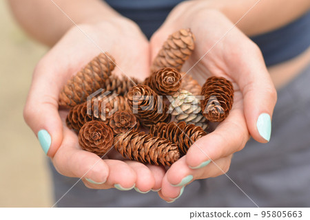 Girl with manicure in the forest holds a handful of pine cones 95805663