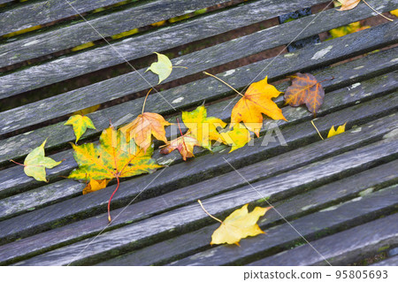 Autumn maple leaves of differents color on the bench Autumn maple leaves of differents color on the bench 95805693