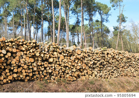 Deforestation environmental problem Deforestation environmental problem 95805694