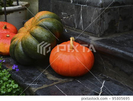 Thanksgiving - harvest of different pumpkins Thanksgiving - harvest of different pumpkins 95805695