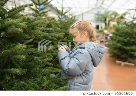 Small girl chooses a Christmas tree in the market. Small girl chooses a Christmas tree in the market. 95805696