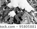 Snow-covered branches of fir tree.Black and white. 95805881