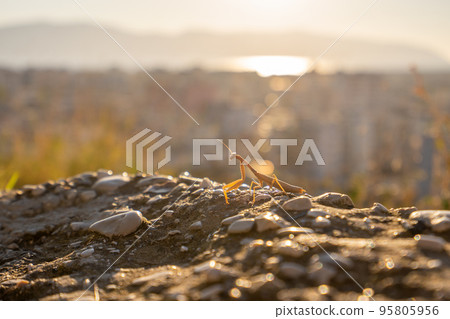 Female European Mantis or Praying Mantis, Mantis Religiosa. Green praying mantis. 95805956