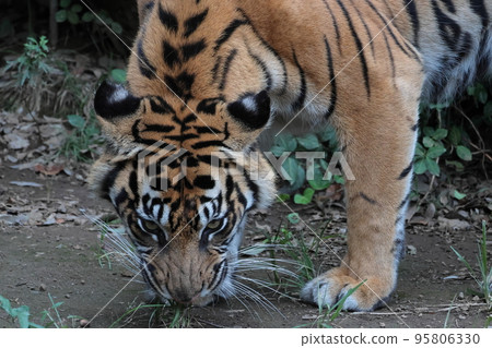 Sumatran tiger Sumatran tiger 95806330