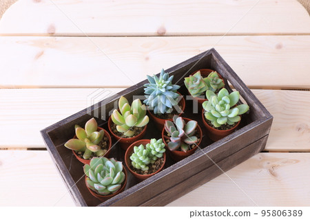Succulent plants Succulent plants 95806389