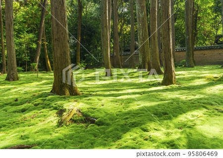 Nara City Toshodaiji Temple Ganjin Wajo Mausoleum Moss Garden 95806469