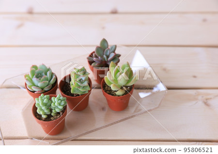 多汁植物 95806521