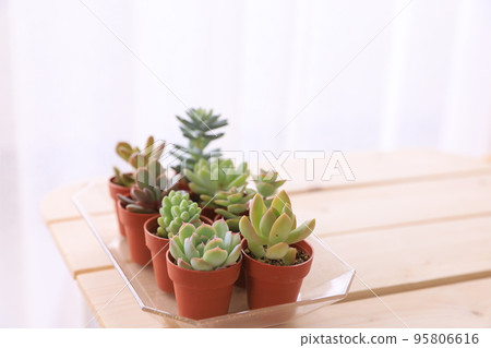 多汁植物 多汁植物 95806616