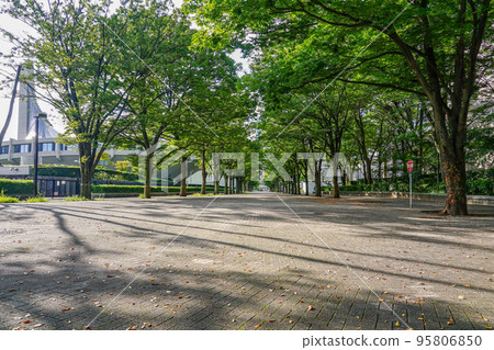 Yoyogi Park zelkova trees in sunny autumn (Shibuya-ku, Tokyo) 95806850