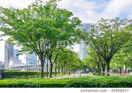 Yoyogi Park zelkova trees in sunny autumn (Shibuya-ku, Tokyo) 95806857