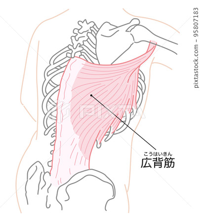 背闊肌插畫 背闊肌插畫 95807183
