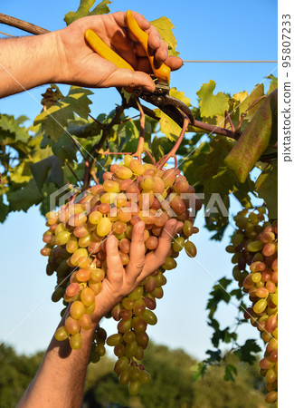 Closeup of farmer hands harvesting grapes outdoors 95807233