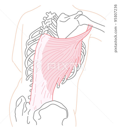 Latissimus dorsi illustration No name 95807236