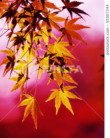 Autumn leaves 95807344