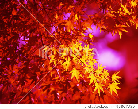 Autumn leaves Autumn leaves 95807359
