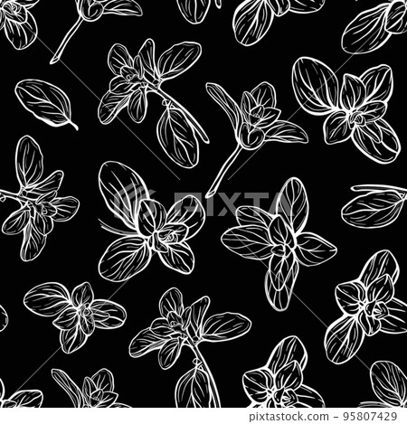 Basil Pattern. Italian herbs.A sprig of marjoram Basil Pattern. Italian herbs.A sprig of marjoram 95807429