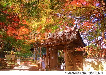 Mt. Ushitaki Fall foliage at Daiitokuji Temple in the mountains (Kishiwada City, Osaka Prefecture) 95807671