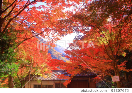Mt. Ushitaki Fall foliage at Daiitokuji Temple in the mountains (Kishiwada City, Osaka Prefecture) Mt. Ushitaki Fall foliage at Daiitokuji Temple in the mountains (Kishiwada City, Osaka Prefecture) 95807673
