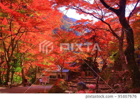 山中大德寺的牛瀧山紅葉（大阪府岸和田市） 95807676