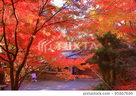 山中大德寺的牛瀧山紅葉（大阪府岸和田市） 95807680