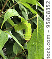 Larva 95808352