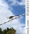 Dragonfly  95808353
