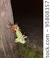 Cicadas emerging 95808357
