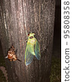 Cicadas emerging 95808358