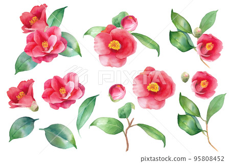 紅茶花的水彩插圖。用於裝飾。元素集。山茶花。 95808452