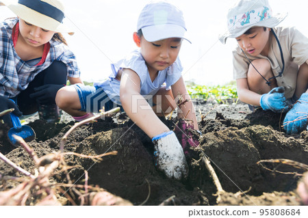 Children enjoying potato digging in the sweet potato field Children enjoying potato digging in the sweet potato field 95808684