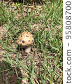 mushroom 95808700