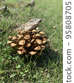 mushroom 95808705