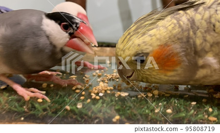 Friends rice 95808719